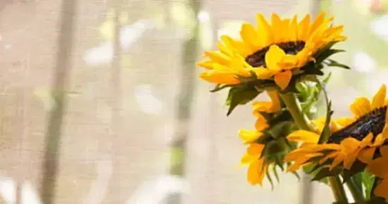 5 méthodes pratiques d'ajouter de mumbai vivacité à votre maison cet été