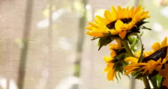 5 practical ways to add vividness to your home this summer